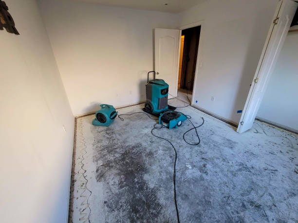 Best Mold removal after water damage  in Ely, IA